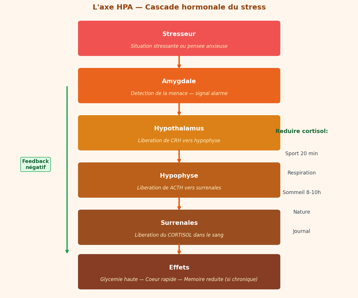 L'axe HPA — cascade hormonale du stress : amygdale → hypothalamus → hypophyse → 